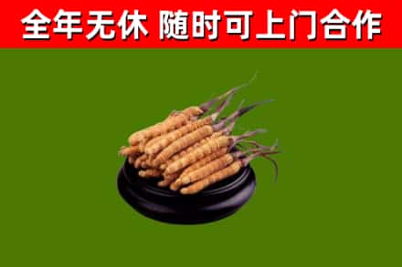福山烟酒回收冬虫夏草.jpg